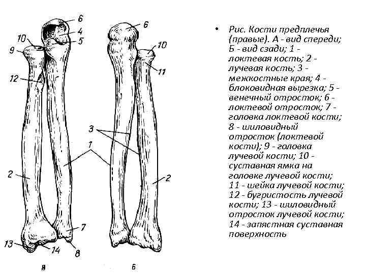 Локтевая кость картинка