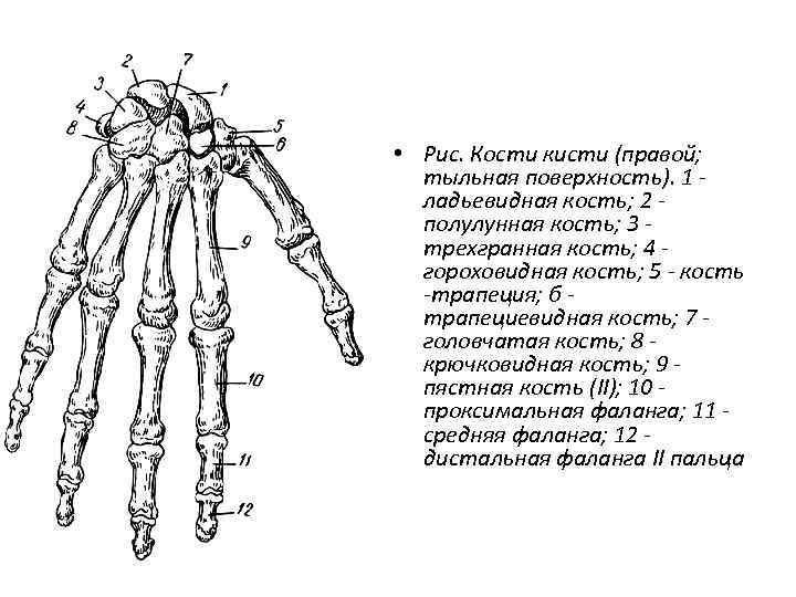  • Рис. Кости кисти (правой; тыльная поверхность). 1 ладьевидная кость; 2 полулунная кость;