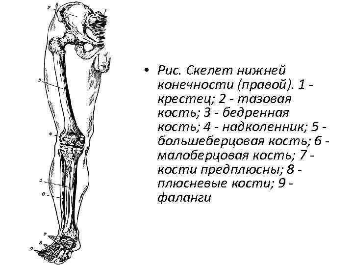  • Рис. Скелет нижней конечности (правой). 1 крестец; 2 - тазовая кость; 3