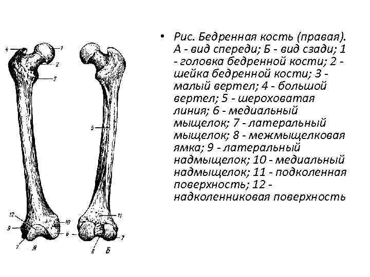  • Рис. Бедренная кость (правая). А - вид спереди; Б - вид сзади;