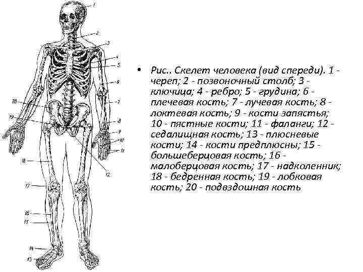  • Рис. . Скелет человека (вид спереди). 1 череп; 2 - позвоночный столб;