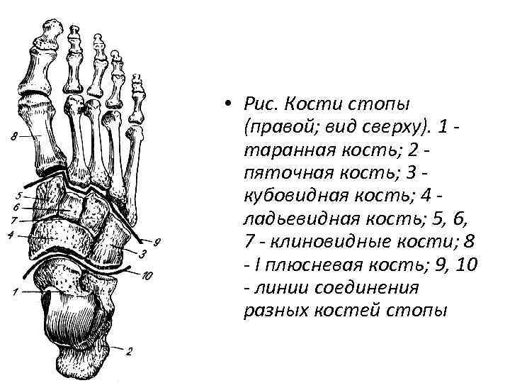  • Рис. Кости стопы (правой; вид сверху). 1 таранная кость; 2 пяточная кость;