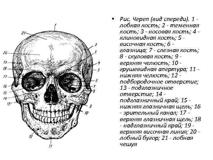  • Рис. Череп (вид спереди). 1 лобная кость; 2 - теменная кость; 3