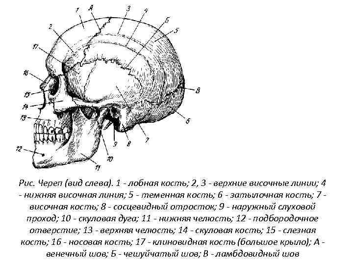 Рис. Череп (вид слева). 1 - лобная кость; 2, 3 - верхние височные линии;