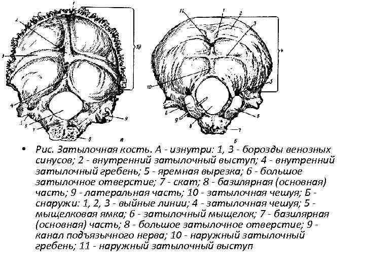  • Рис. Затылочная кость. А - изнутри: 1, 3 - борозды венозных синусов;