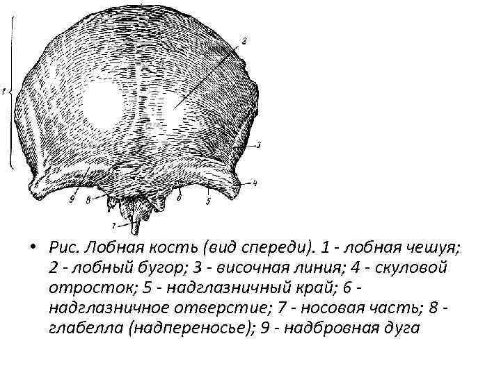  • Рис. Лобная кость (вид спереди). 1 - лобная чешуя; 2 - лобный