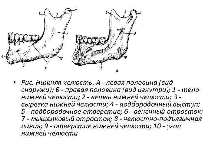  • Рис. Нижняя челюсть. А - левая половина (вид снаружи); Б - правая