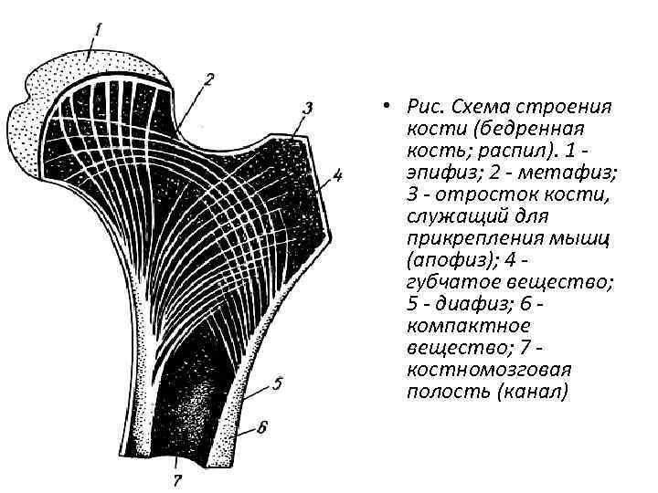  • Рис. Схема строения кости (бедренная кость; распил). 1 эпифиз; 2 - метафиз;