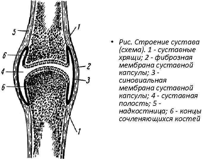  • Рис. Строение сустава (схема). 1 - суставные хрящи; 2 - фиброзная мембрана