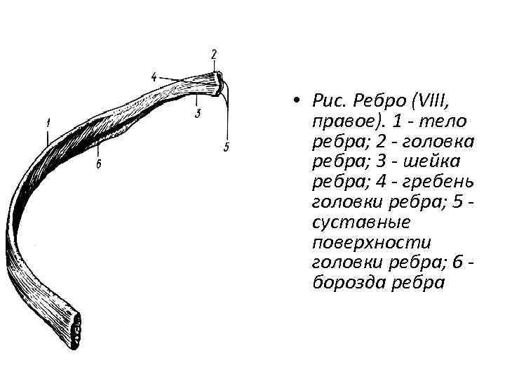  • Рис. Ребро (VIII, правое). 1 - тело ребра; 2 - головка ребра;