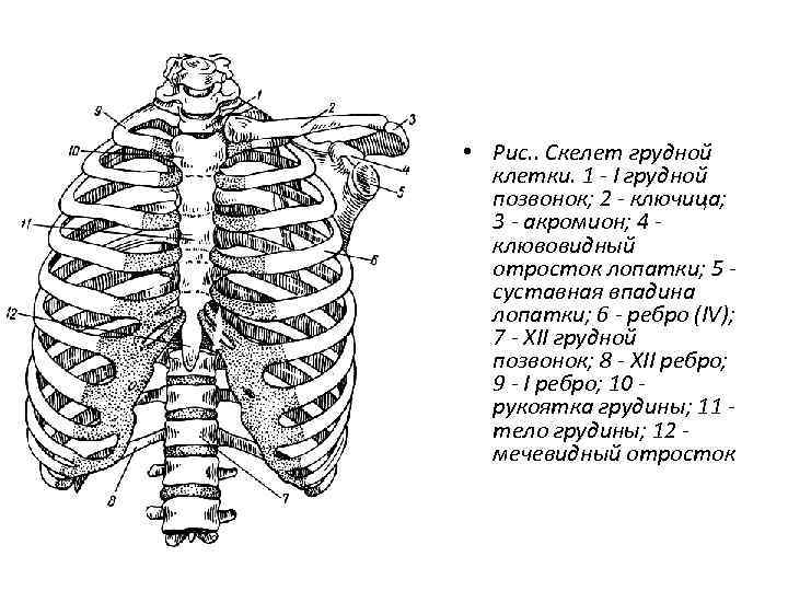  • Рис. . Скелет грудной клетки. 1 - I грудной позвонок; 2 -