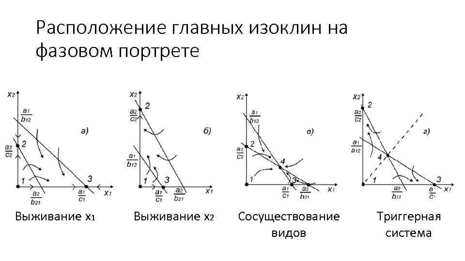 Расположение главных изоклин на фазовом портрете Выживание x 1 Выживание x 2 Сосуществование видов