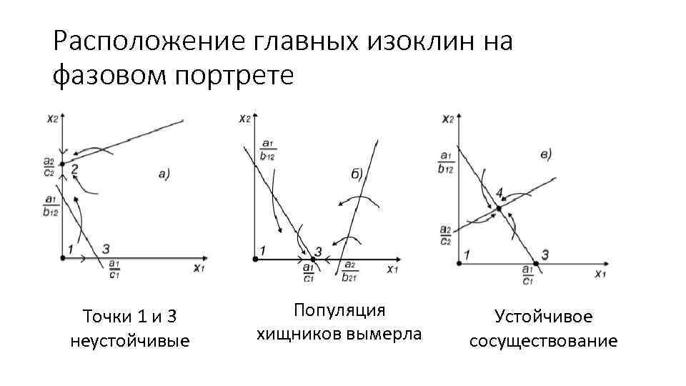 Расположение главных изоклин на фазовом портрете Точки 1 и 3 неустойчивые Популяция хищников вымерла