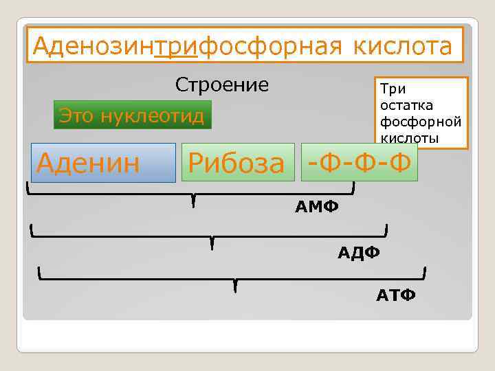 Аденозинтрифосфорная кислота Строение Три остатка фосфорной кислоты Это нуклеотид Аденин Рибоза -Ф-Ф-Ф АМФ АДФ