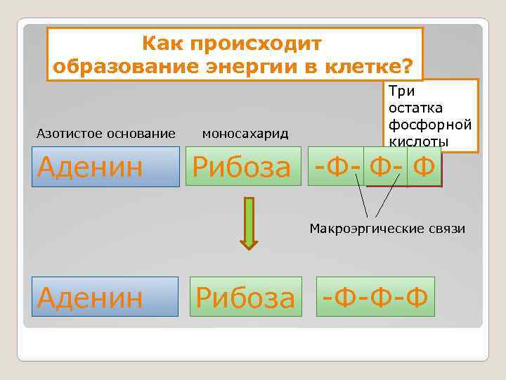 Как происходит образование энергии в клетке? Азотистое основание Аденин моносахарид Три остатка фосфорной кислоты