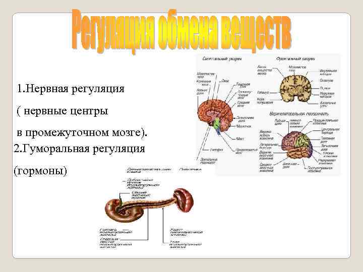 1. Нервная регуляция ( нервные центры в промежуточном мозге). 2. Гуморальная регуляция (гормоны) 