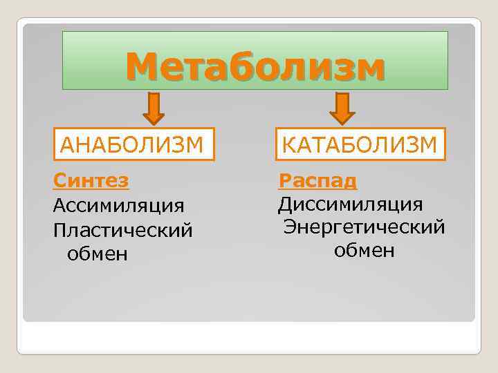 Метаболизм АНАБОЛИЗМ Синтез Ассимиляция Пластический обмен КАТАБОЛИЗМ Распад Диссимиляция Энергетический обмен 