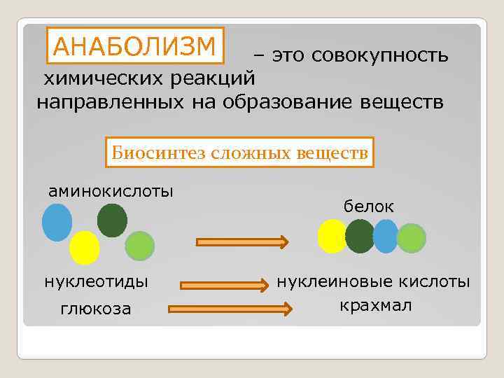 АНАБОЛИЗМ – это совокупность химических реакций направленных на образование веществ Биосинтез сложных веществ аминокислоты