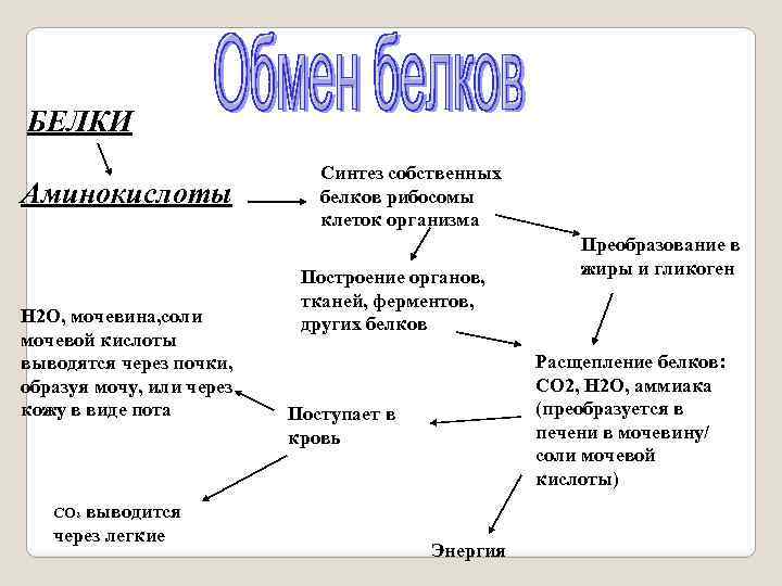 БЕЛКИ Аминокислоты H 2 O, мочевина, соли мочевой кислоты выводятся через почки, образуя мочу,