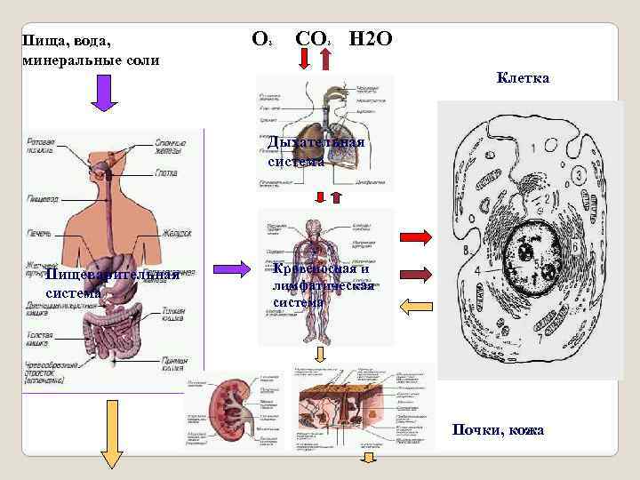Пища, вода, минеральные соли O 2 CO 2 H 2 O Клетка Дыхательная система
