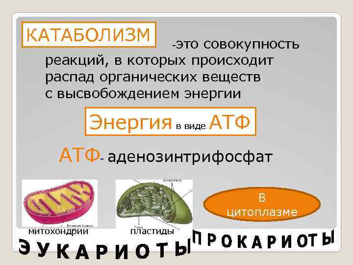 КАТАБОЛИЗМ -это совокупность реакций, в которых происходит распад органических веществ с высвобождением энергии Энергия