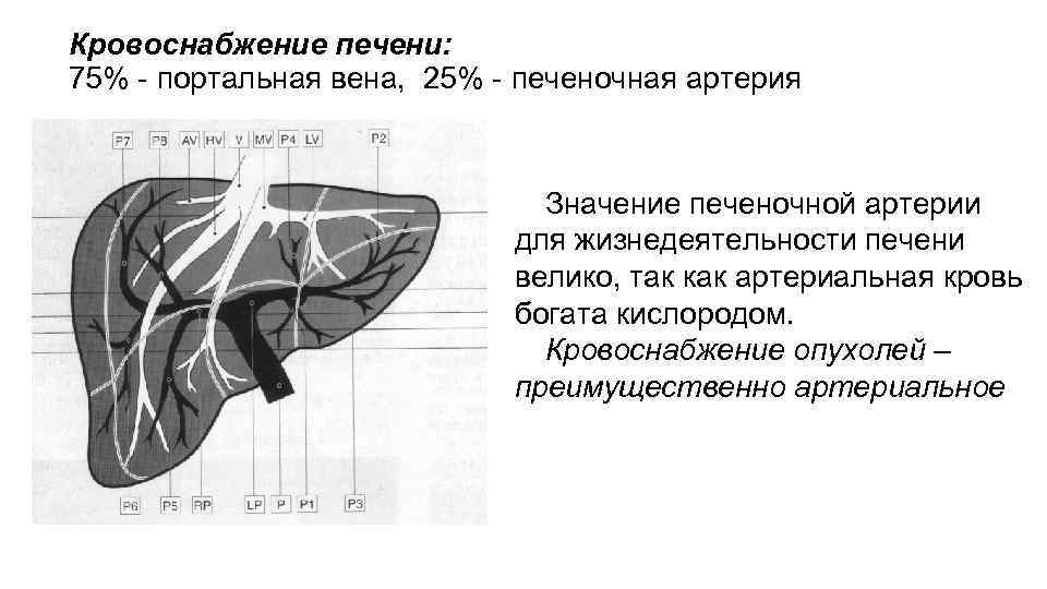 Кровоснабжение печени: 75% - портальная вена, 25% - печеночная артерия Значение печеночной артерии для