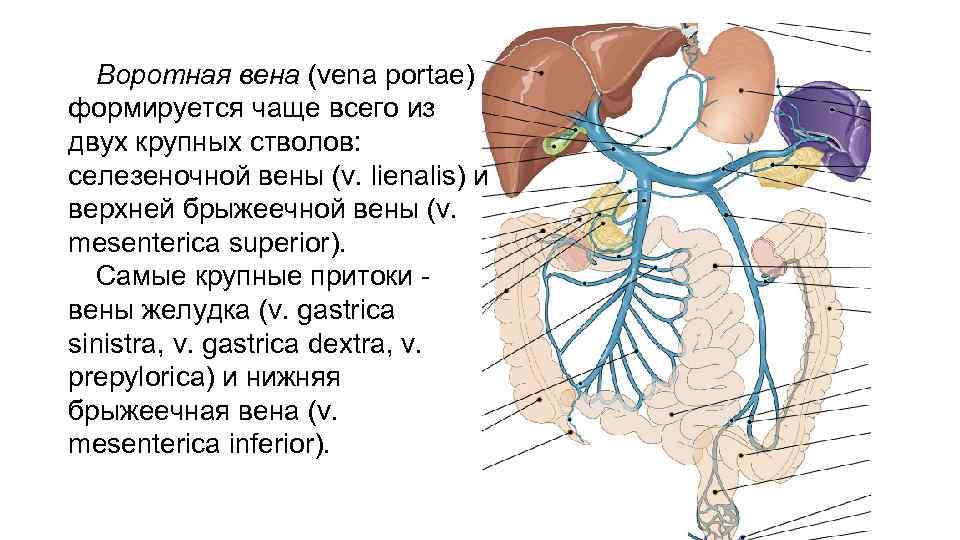 Воротная вена (vena portae) формируется чаще всего из двух крупных стволов: селезеночной вены (v.