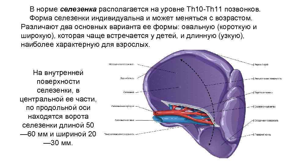 Органы человека брюшной полости в картинках