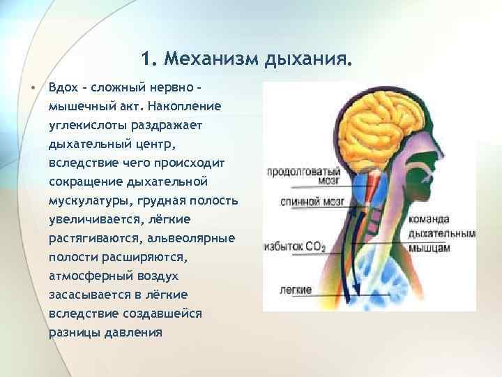 1. Механизм дыхания. • Вдох – сложный нервно – мышечный акт. Накопление углекислоты раздражает