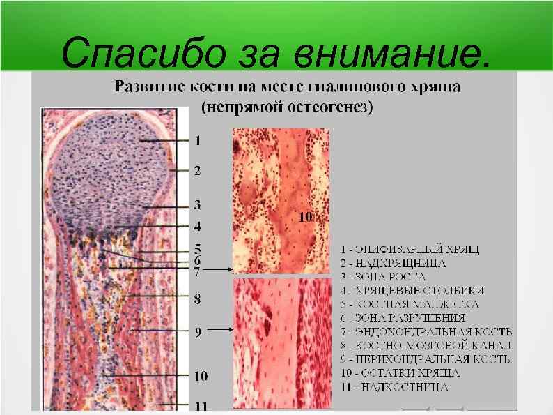 Непрямой остеогенез схема