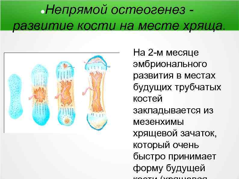 Схема непрямого остеогенеза гистология