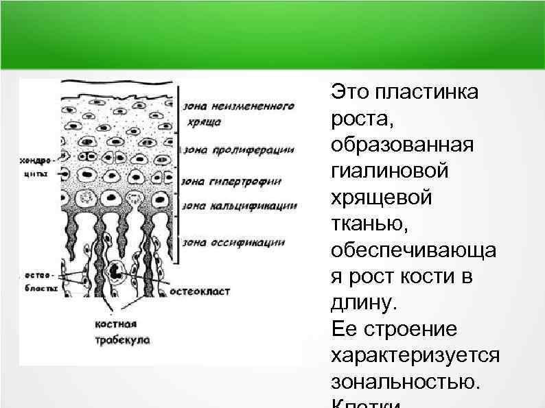  Это пластинка роста, образованная гиалиновой хрящевой тканью, обеспечивающа я рост кости в длину.