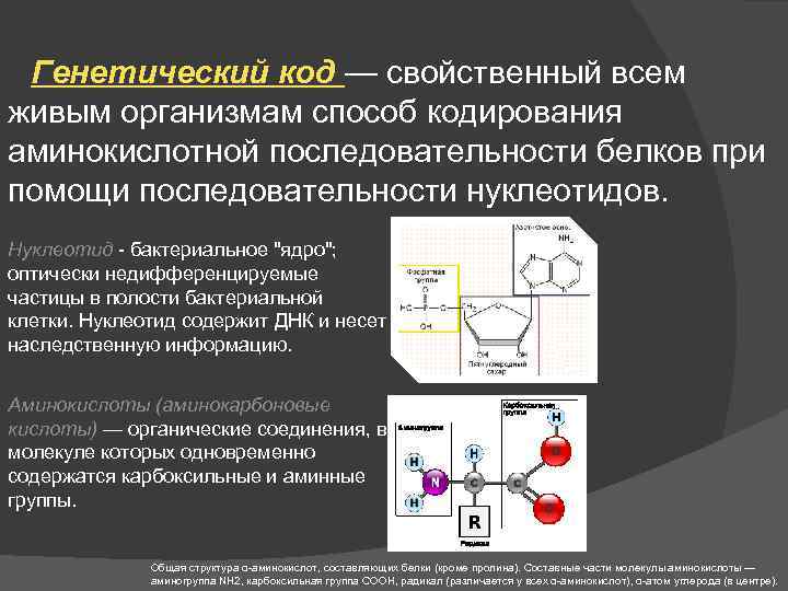 Генетический код — свойственный всем живым организмам способ кодирования аминокислотной последовательности белков при помощи