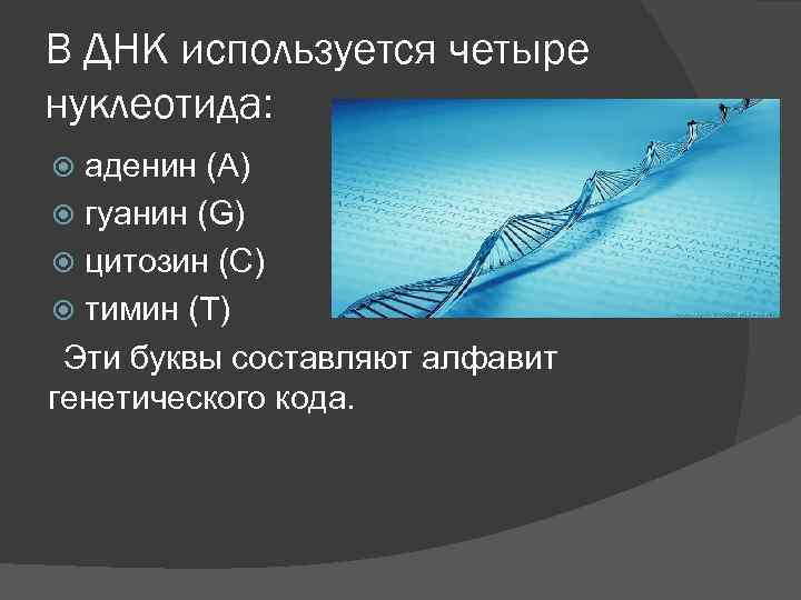 В ДНК используется четыре нуклеотида: аденин (А) гуанин (G) цитозин (С) тимин (T) Эти