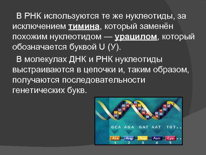 В РНК используются те же нуклеотиды, за исключением тимина, который заменён похожим нуклеотидом —