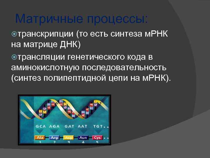 Генетический код презентация 10 класс биология