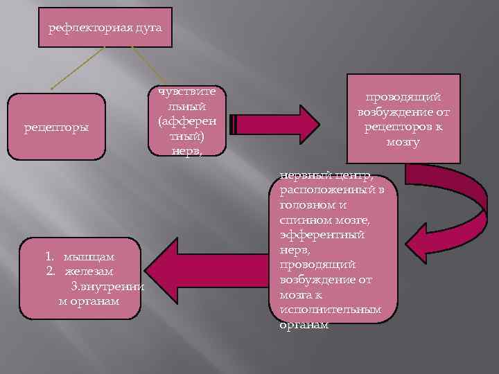 рефлекторная дуга рецепторы 1. мышцам 2. железам 3. внутренни м органам чувствите льный (афферен