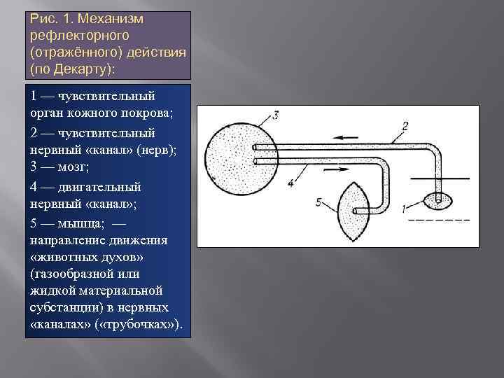 Рис. 1. Механизм рефлекторного (отражённого) действия (по Декарту): 1 — чувствительный орган кожного покрова;