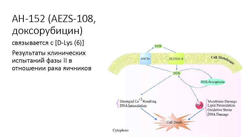 АН-152 (AEZS-108, доксорубицин) связывается с [D-Lys (6)] Результаты клинических испытаний фазы II в отношении