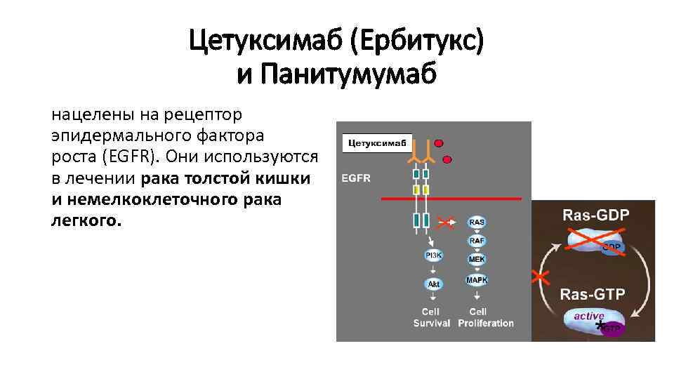 Цетуксимаб (Ербитукс) и Панитумумаб нацелены на рецептор эпидермального фактора роста (EGFR). Они используются в