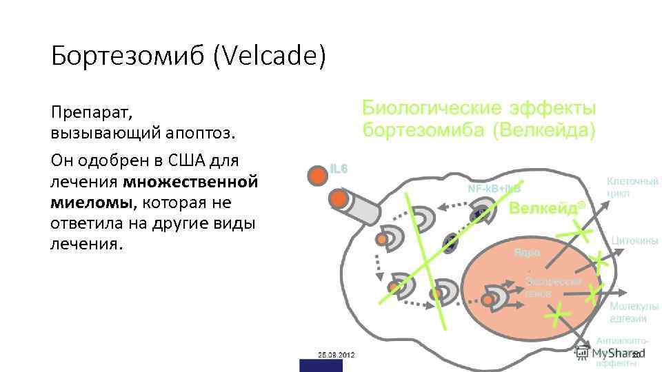 Бортезомиб (Velcade) Препарат, вызывающий апоптоз. Он одобрен в США для лечения множественной миеломы, которая