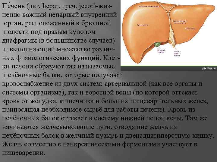 Пе чень (лат. hepar, греч. jecor)-жизненно важный непарный внутренний орган, расположенный в брюшной полости