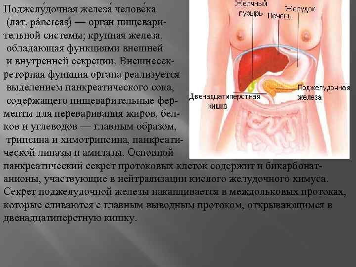 Поджелу дочная железа челове ка (лат. páncreas) — орган пищеварительной системы; крупная железа, обладающая