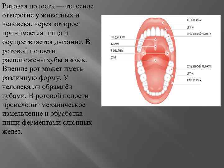 Ротовая полость — телесное отверстие у животных и человека, через которое принимается пища и