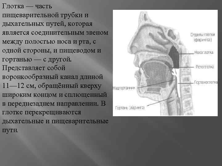 Глотка — часть пищеварительной трубки и дыхательных путей, которая является соединительным звеном между полостью