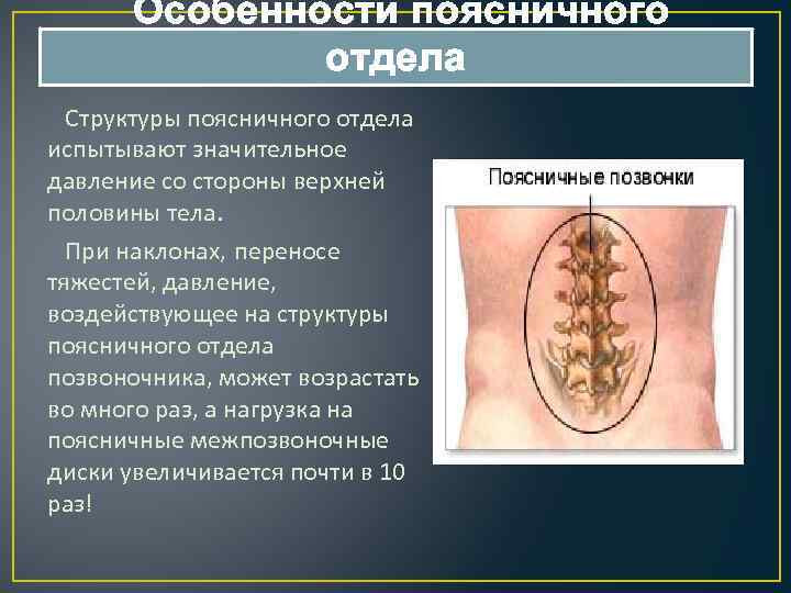 Особенности поясничных позвонков. Поясничный отдел особенности строения. Особенности строения поясничного отдела позвоночника. Особенности строения позвонков поясничного отдела. Поясничный отдел особенности строения таблица.