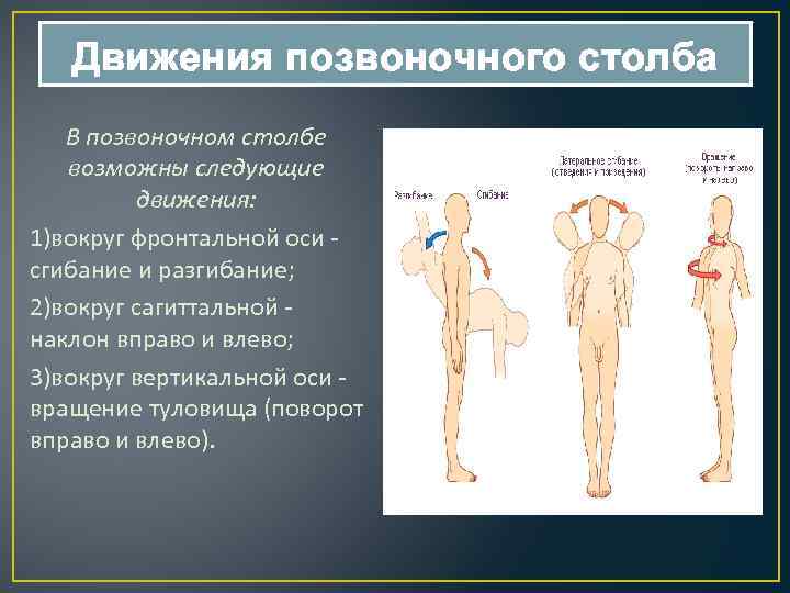 Вокруг вертикальной оси. Движения позвоночного столба. Движения в позвоночном столбе. Движения позвоночника вокруг сагиттальной оси:. Сгибание и разгибание позвоночного столба.