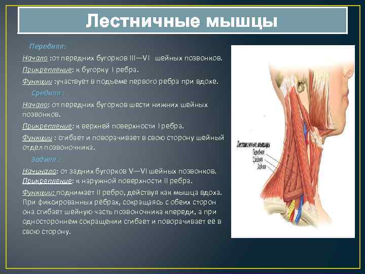 Лестничные мышцы