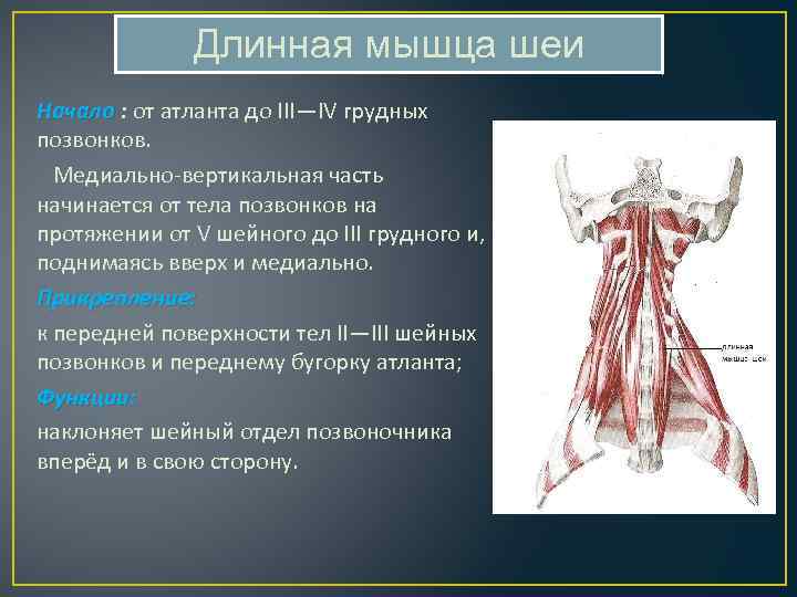 Функции мышц шеи