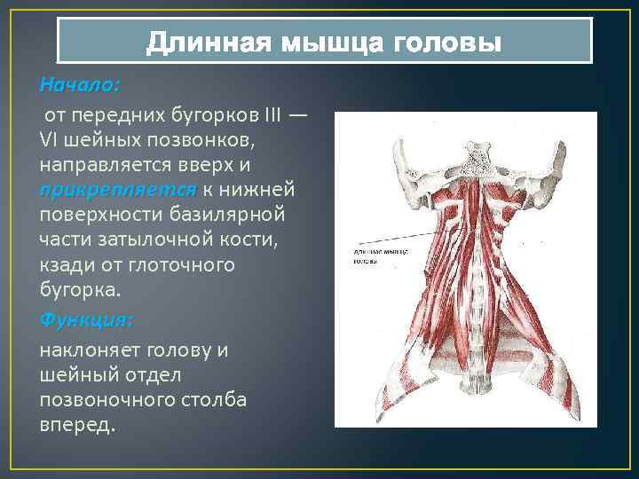 Длина мышц. Длиннейшая мышца головы анатомия. Длинная мышца головы функции. Длинная мышца шеи. Длиннейшая мышца шеи.